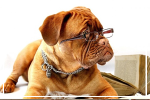 August 5 - Work Like a Dog Day