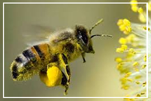 August 19 - National Honey Bee Awareness Day