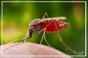 August 20 - World Mosquito Day
