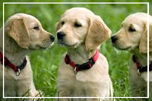 August 26 - National Dog Day
