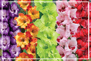 August Flower - Gladiolus