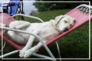 Dog Days of Summer - July 3 - August 11