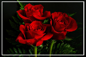 June 12 - Red Rose Day