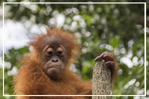 June 14 - Monkey Around Day