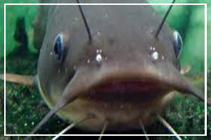 June 25 - National Catfish Day