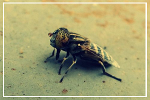 Fight the Filthy Fly Month