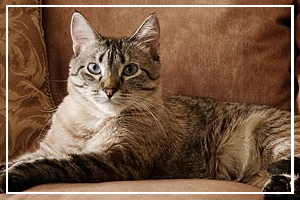 National Adopt a Cat Month