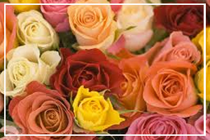 Rose Month
