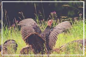 Turkey Lovers Month