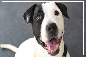 Adopt a Shelter Dog Month